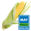Суперсолодка кукурудза MAY