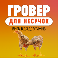 Гровер для курей-несучок віком від 3 до 9 тижнів