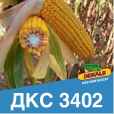 Насіння кукурудзи ДКС 3402 (ФАО 240)