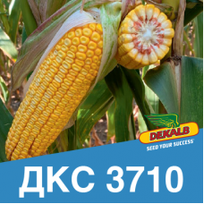 Насіння кукурудзи ДКС 3710 (ФАО 290)