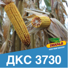 Насіння кукурудзи ДКС 3730 (ФАО 290)