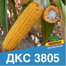 Насіння кукурудзи ДКС 3805 (ФАО 280)