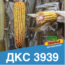 Насіння кукурудзи ДКС 3939 (ФАО 320)