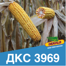 Насіння кукурудзи ДКС 3969 (ФАО 310)