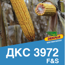 Насіння кукурудзи ДКС 3972 (ФАО 300)
