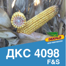 Насіння кукурудзи ДКС 4098 (ФАО 310)