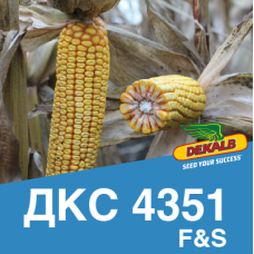 Насіння кукурудзи ДКС 4351 (ФАО 350)