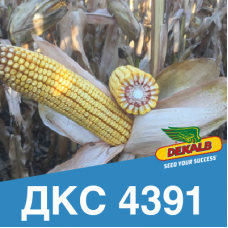 Насіння кукурудзи ДКС 4391 (ФАО 350)