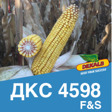 Насіння кукурудзи ДКС 4598 (ФАО 360)
