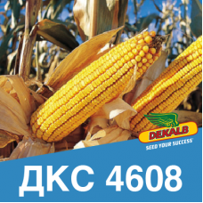 Насіння кукурудзи ДКС 4608 (ФАО 380)