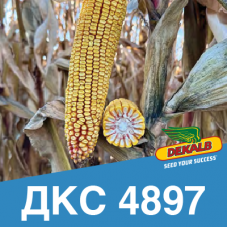Насіння кукурудзи ДКС 4897 (ФАО 380)