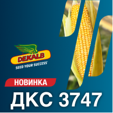 Насіння кукурудзи ДКС 3747 (ФАО 260)