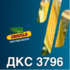 Насіння кукурудзи ДКС 3796 (ФАО 270)