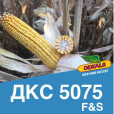 Насіння кукурудзи ДКС 5075 (ФАО 410)