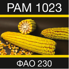 Насіння кукурудзи РАМ 1023 від компанії Степова