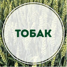 Озима пшениця Тобак
