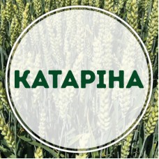 Катаріна