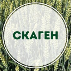 Озима пшениця Скаген