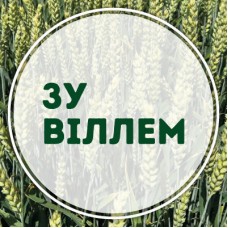 Озима пшениця ЗУ Віллем