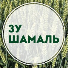 Озима пшениця ЗУ Шамаль