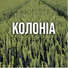 Озима пшениця Колоніа Озима пшениця Колоніа