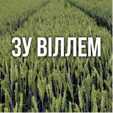 Озима пшениця ЗУ Віллем