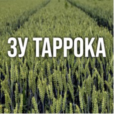 Озима пшениця ЗУ Таррока
