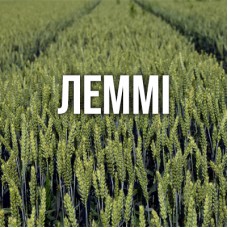 Озима пшениця Леммі