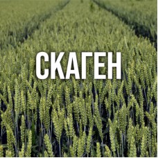 Скаген