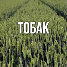 Озима пшениця Тобак