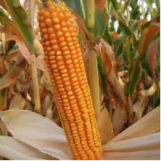 Насіння кукурудзи MAS 37.V (ФАО 340)