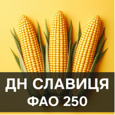 Насіння кукурудзи ДН Славиця (ФАО 270)