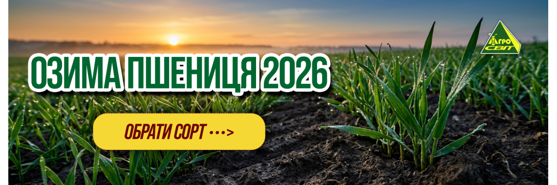 Озима пшениця 2026