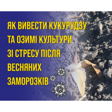 Як вивести кукурудзу й озимі зі стресу після весняних заморозків