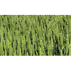 Підживлення пшениці у фазу молочної стиглості насіння